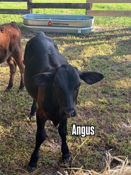 Angus the calf