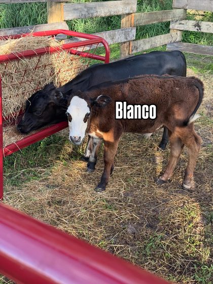 Blanco the calf