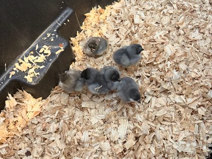Sapphire Gem chicks at 2xH Ranch