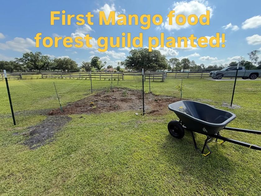 First mango food forest guild planted at 2xH Ranch