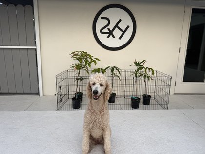 Mango the standard poodle