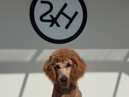 Palmer the standard poodle