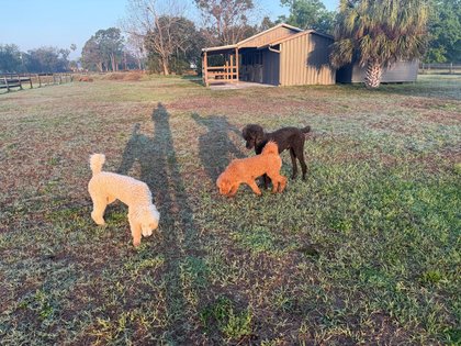 Alder, Mango, and Palmer at the barn