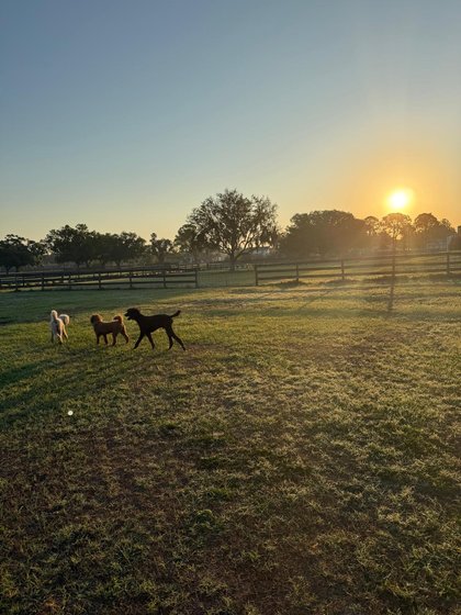 Alder, Mango, and Palmer at sunset